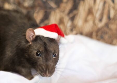 dark rat in Christmas hat on white background.の写真素材