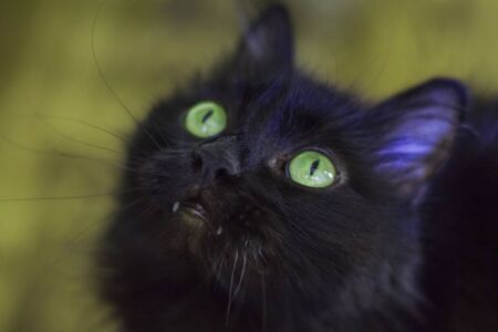 Black cat with green eyes looks up carefully, Halloween holidayの写真素材