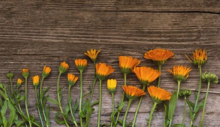 the concept of the origin of life,prosperity and decay.calendula on wooden background.の写真素材