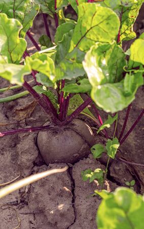 one red beet root grows on a garden bed.の写真素材