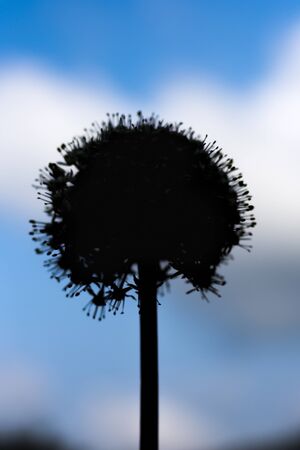 blooming inflorescence bow ,dark silhouette against the sky.の写真素材
