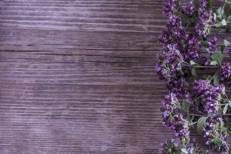 frame of oregano grass on wooden surface in lilac color with copy space.の写真素材