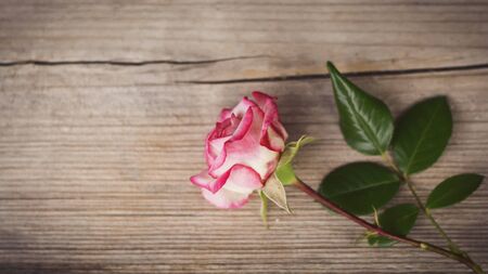 beautiful pink rose on wooden background with copy spaceの写真素材