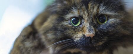 funny cat is on the table looking at the camera. Copy space.の写真素材