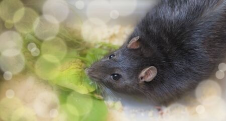 gray Rat on blurred background ,symbol of 2020 new year.の写真素材