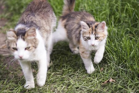 kitten runs alongside mother cat in the grass.の写真素材