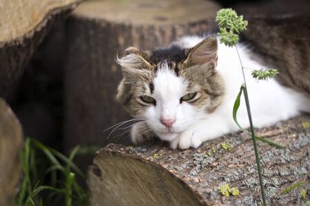 happy cat resting among the wooden stumps.の写真素材