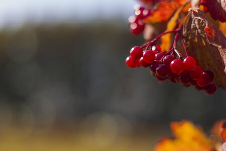 autumn red viburnum growing on a Bush in Sunny weather.の写真素材