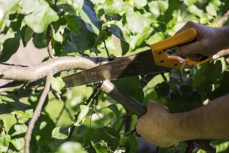 A man sawing the branch of a broken tree ,work in the garden.