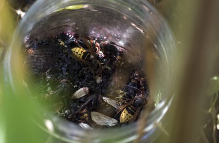 two huge hornets were trapped by wasps.の写真素材