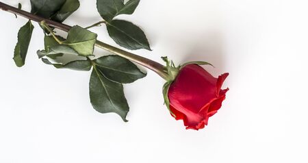 one beautiful Red rose on a white background.の写真素材