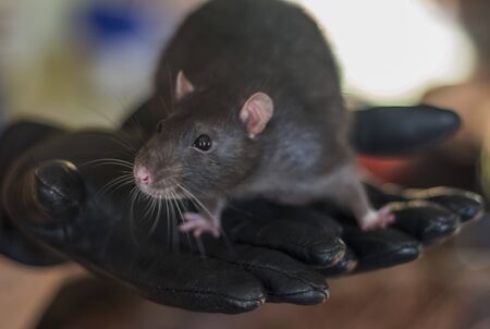 a curious gray rat sits on a mans arm