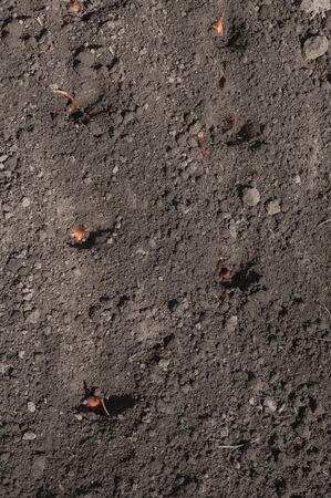 planted in the spring in the ground orange onion bulbs.