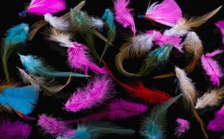 colored bird feathers on a black backgroundの写真素材