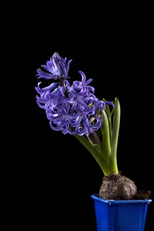 purple hyacinth flower with an onion in a blue pot on a black background.