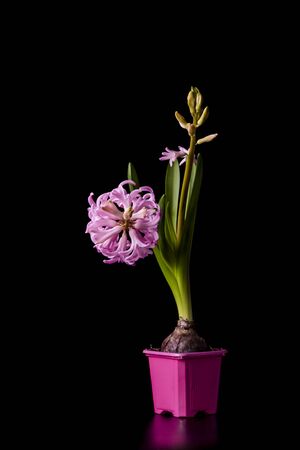 pink beautiful hyacinth flower in a pink pot on a black background.の写真素材