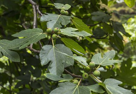Fresh green figs grow on a tree in the southern region of Russia.