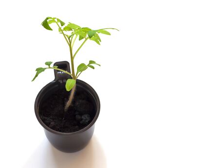 tomato seedlings in a disposable glass, on a white background, close-up from above.の写真素材