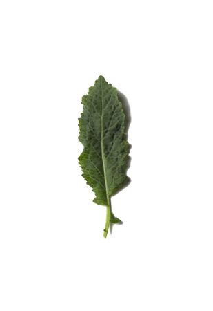 single leaf lettuce green leaf lettuce isolated on white background.の写真素材