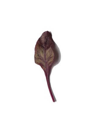 variety of fresh edible chard leaves red leaf on white background.の写真素材