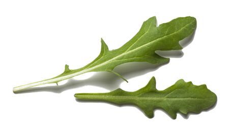 two fresh arugula leaves isolated on a white background.の写真素材