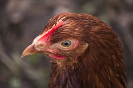a chicken looks into the frame, head close-up on a village farmの写真素材
