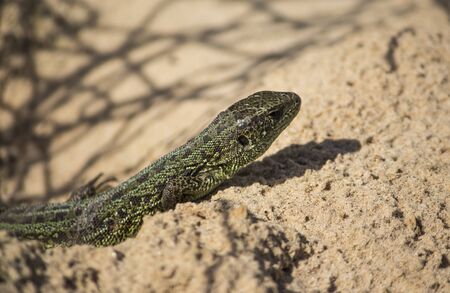 sand lizard can be found in Russia, male.の写真素材