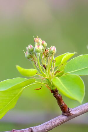 unopened tender flowers of the pear tree vesnoi.の写真素材