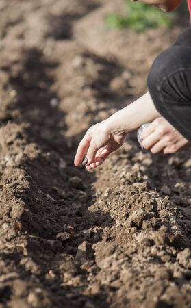 A woman plants seeds in the garden in the spring.の写真素材