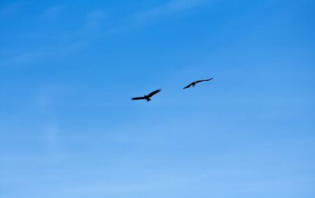 two birds of prey in the blue sky fly together in search of prey.の写真素材
