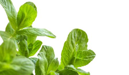 fresh green mint close up isolated on white background with copy space.の写真素材