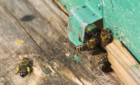 four bees crawling at the entrance to the hive.