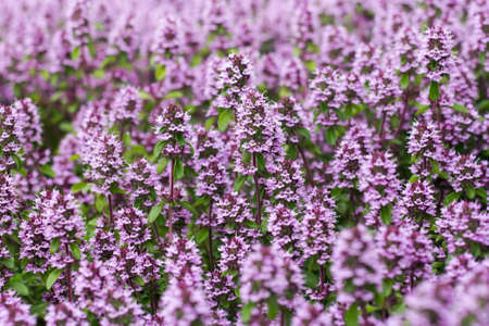 the flowers of the herb thyme in nature as a natural background.