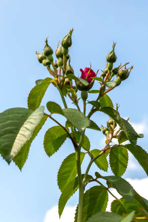 red rose buds and flowers blooming in the garden against the sky.の写真素材