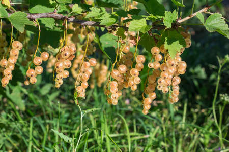 clusters of Ripe white currants in the garden on a branch against the background of grass.