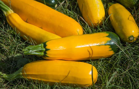 yellow zucchini just picked on the grass in the gardenの写真素材