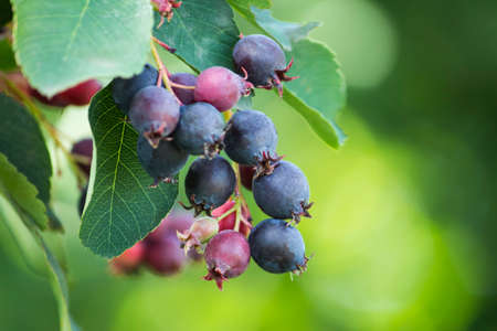 dark sweet irgi berries on a branch in the garden with a copy of the spaceの写真素材