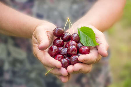 close-up of a woman's hands outdoors with a handful of ripe cherries.の写真素材