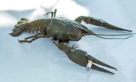 animal cancer with a cigarette, the concept of lung cancer disease.の写真素材