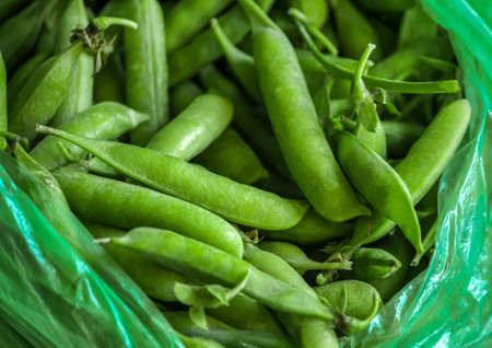lots of green pods of fresh peas in a bag.の写真素材
