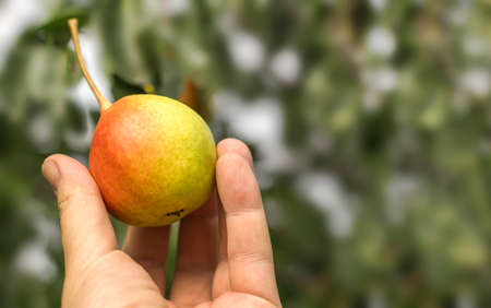 A farmer holds a ripe beautiful pear against the background of a garden with a copy of the space.の写真素材