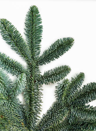 green coniferous prickly branch on a white background.