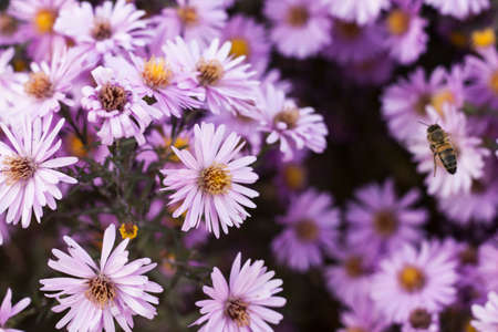 the bee flies to the little flowers of Asters in September, the autumn collecting nectar.