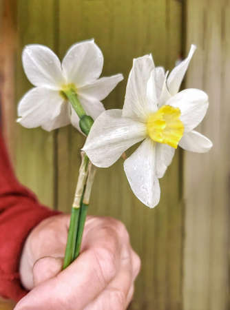 A bouquet of daffodils in the hands of a woman of advanced age.