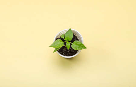 Pepper sprout on a yellow background. Top view. Gardening conceptの写真素材