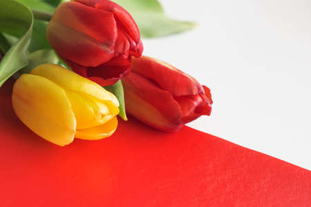 red and yellow tulips on a white and red background with a copy of the spaceの写真素材