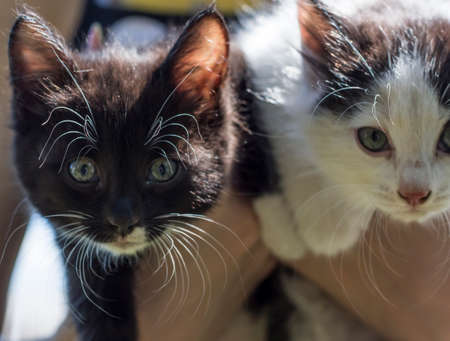 Cute little kittens black and white in hands outdoors