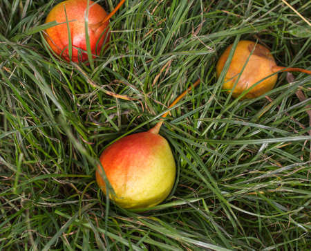 fallen fruit from a tree pear on the ground in green grass.の写真素材