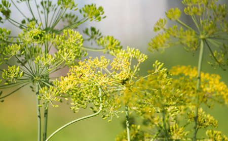 spice dill in the flowering period growing in the garden.の写真素材