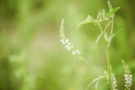 White clover flowers blooming in summer on a green background.